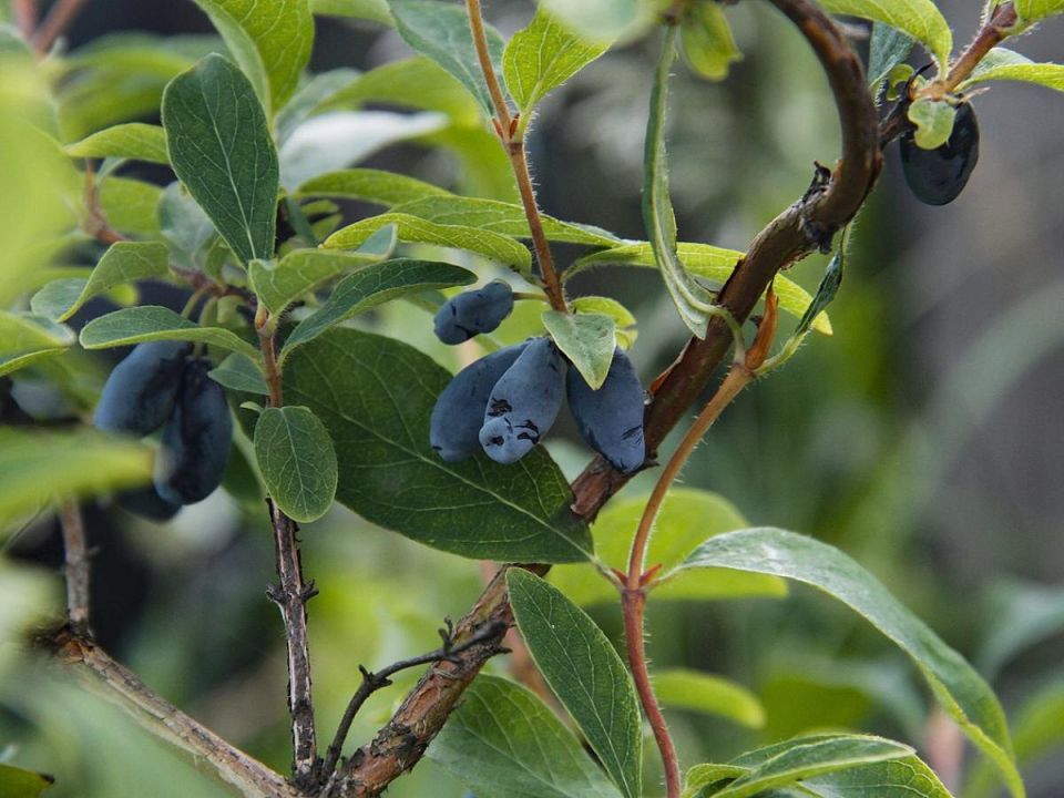 ��� �������� ������ ���������: ������� ���������