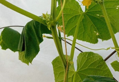 Почему вянут листья огурцов и как спасти урожай