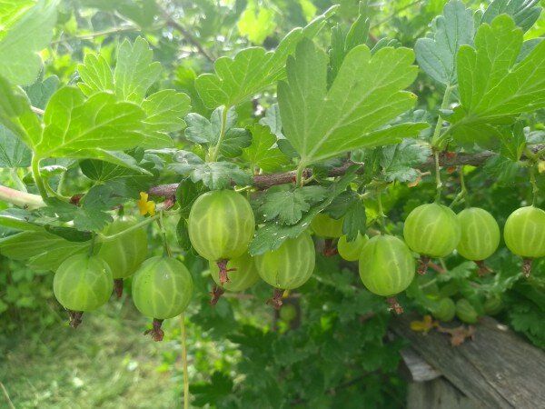 ��� ��������� ������� �������: ������ ��� ���������