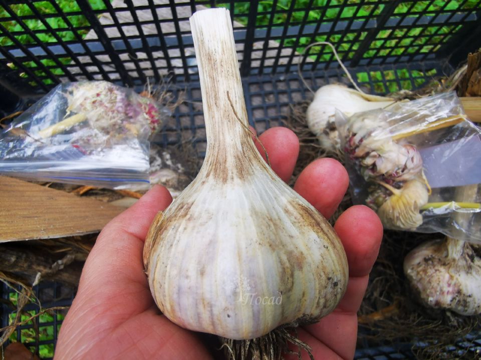 ����� ����� ������ �� �����: �������� ������ �� ���������� �����