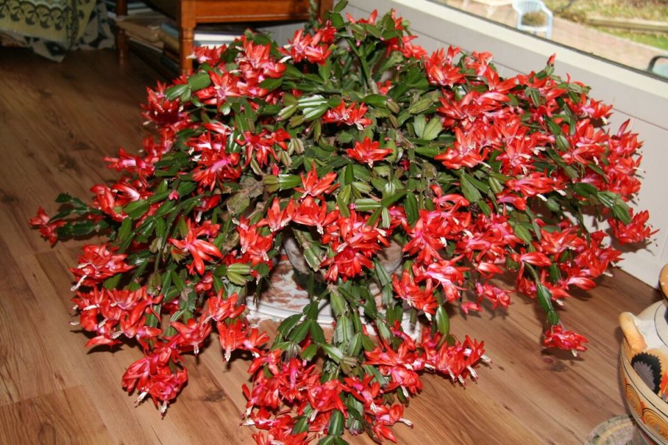 ��� �������� ������� �������� ���������� � ������� ������� ���������