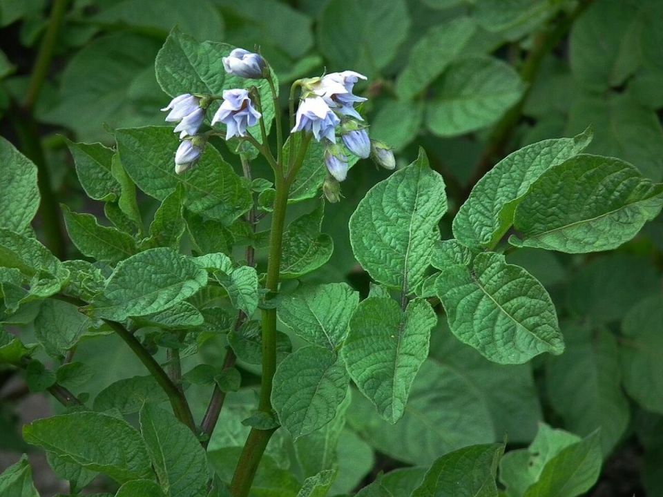 ��� ���������� ��������� ��������� ����� ��� �������� ������