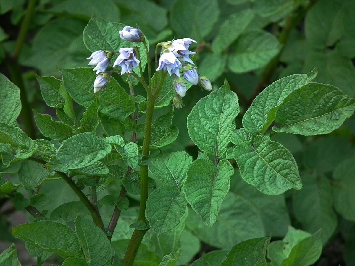 Как обеспечить картофелю идеальный полив для богатого урожая