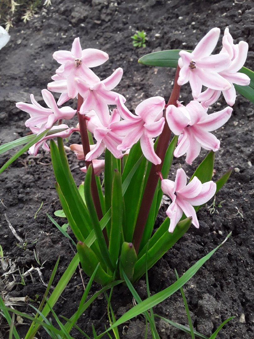 Садовый спектакль апреля: нарциссы, гиацинты и цветение деревьев