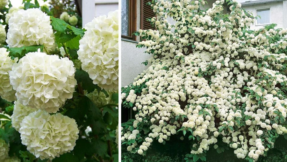 ��� ������� ������������ ������� ��� ������ ����