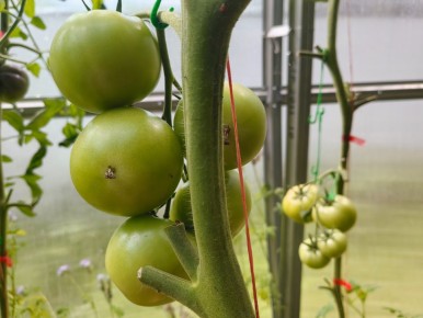 Забота о помидорах: как правильно вершковать томаты перед урожаем