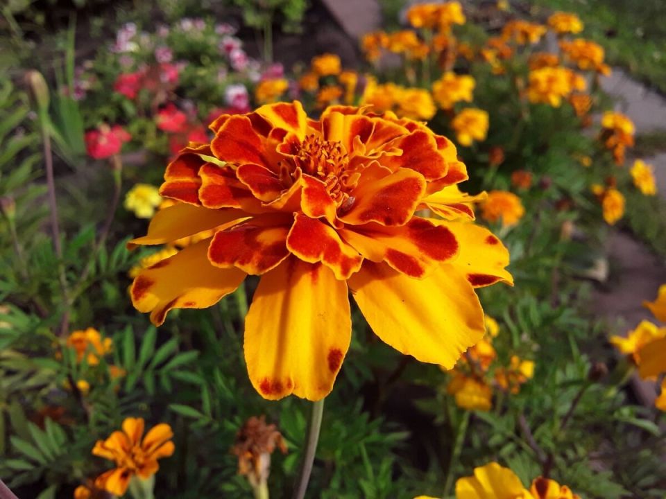 �������� � ����� ����: ������� ��� �������������?