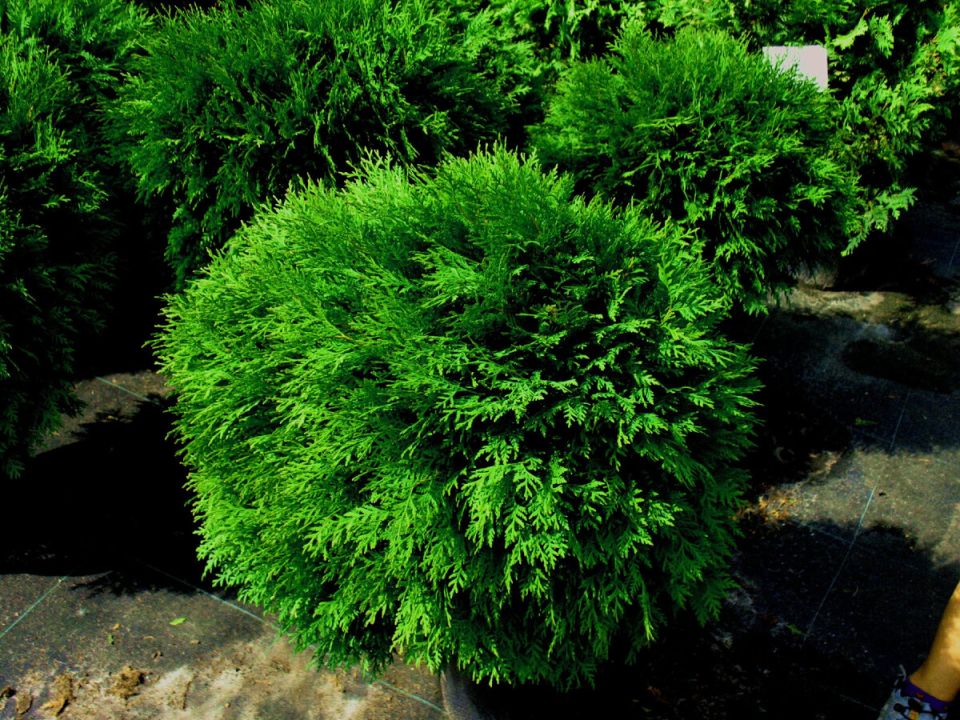 ���� ������, ������� ����� ���� ���