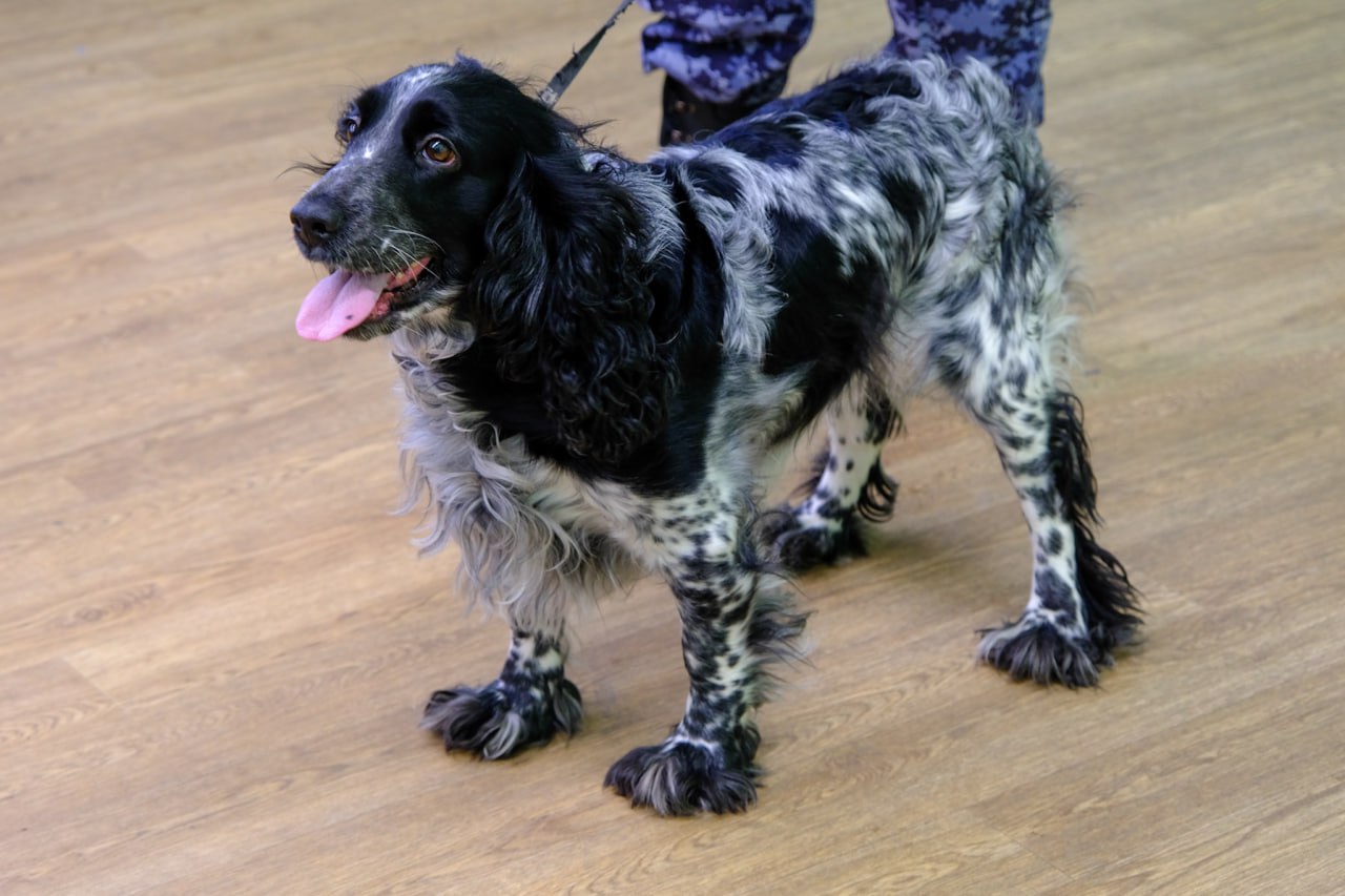 В школе № 15 Йошкар-Олы прошло патриотическое мероприятие для учеников подшефного класса Росгвардии по Марий Эл В школе № 15 Йошкар-Олы прошло патриотическое мероприятие для учеников подшефного класса Росгвардии по Марий Эл