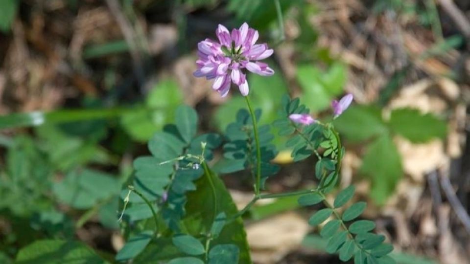 � ����� �� ��������� ����� ������������� �������� ����� �� ���������� ����� �2 � �������