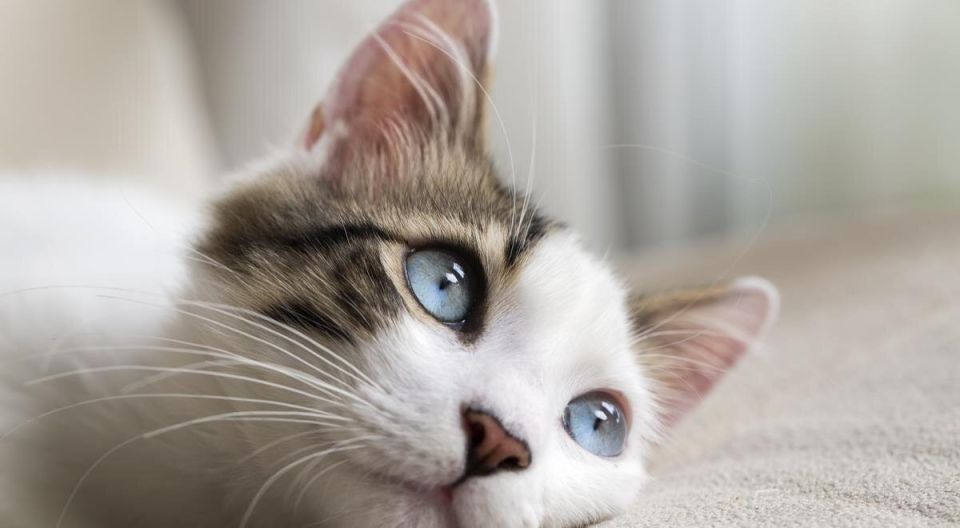 ������ ����������: ������� ���� � ������ ���� �����