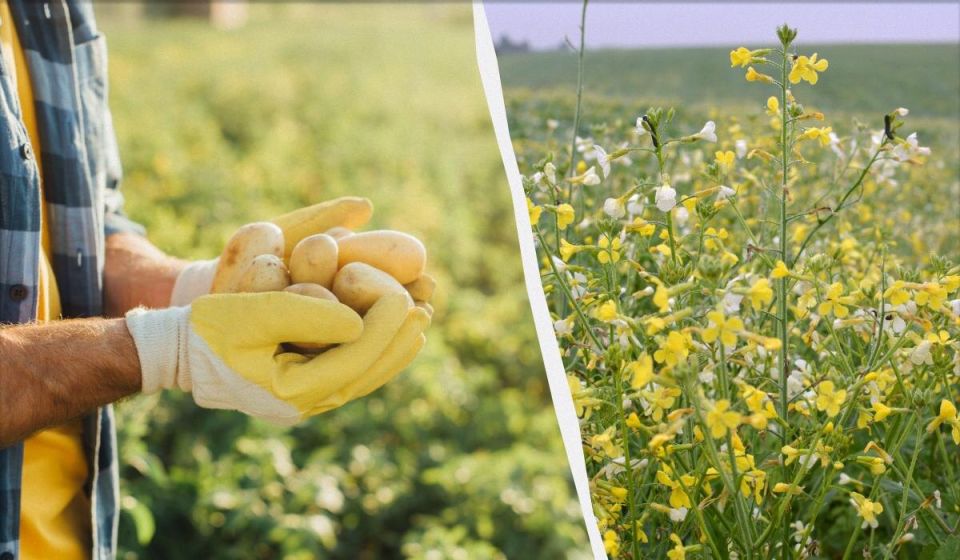 ��� �������� ����� ���������: ������� ��������� ��� ������ �������