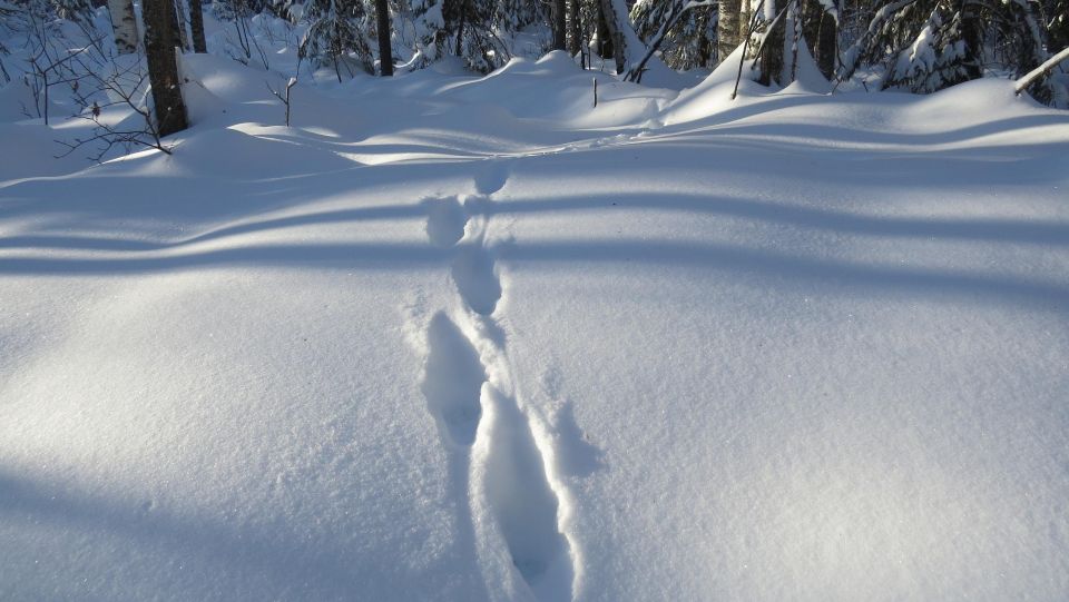 � ����������� ����� �� �������� ������ �����