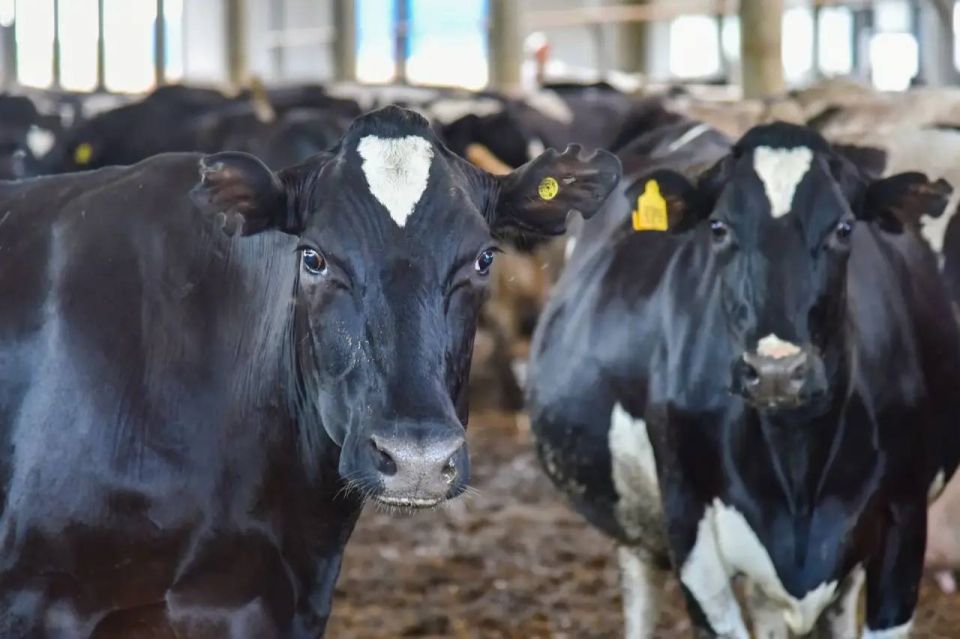 В этом году одно из ведущих сельскохозяйственных предприятий республики - колхоз «Первое мая» приступит к реализации инвестиционного проекта стоимостью более 30 миллионов рублей
