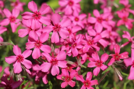 ������� �����: 'Scarlet Flame'