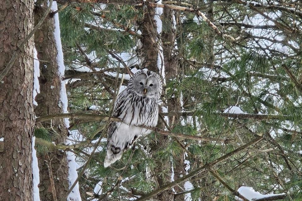 � ������������ ����-��������� ��������� ����� ��������� ������������� �������