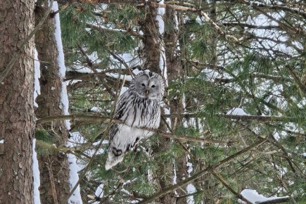 � ������������ ����-��������� ��������� ����� ��������� ������������� �������