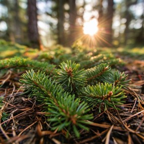 ���� ��� ������ ��������� �������: ������������ ��������� �� ����