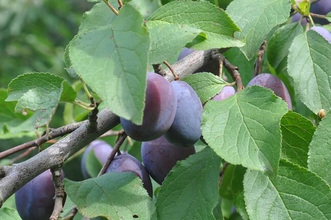 Шоколадное сливовое повидло, которое удивило многообразием вкусов