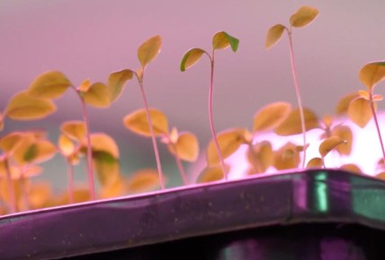 � ������-�������� ��������� ������� �������� ���������� � �������-������� ����������