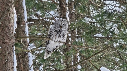 � ������������ ��� ������-��� ��������� ������������� �������