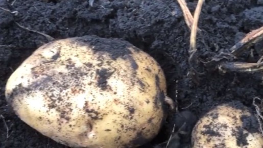 Как избавиться от проволочника: эффективные средства без химии для здоровой картошки