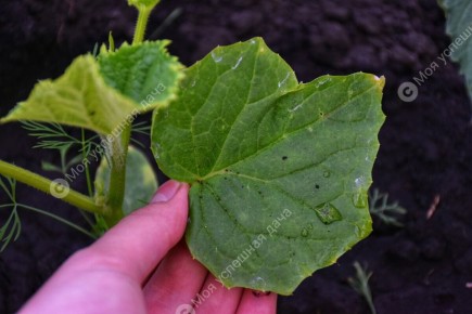 ������ ��������� ������� � �������: ����� � ��� ��� ������