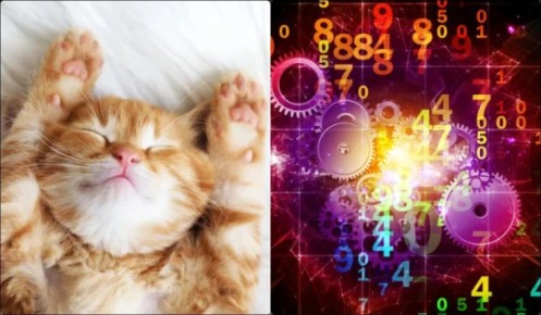 Как месяц рождения влияет на выбор идеальной породы кошки