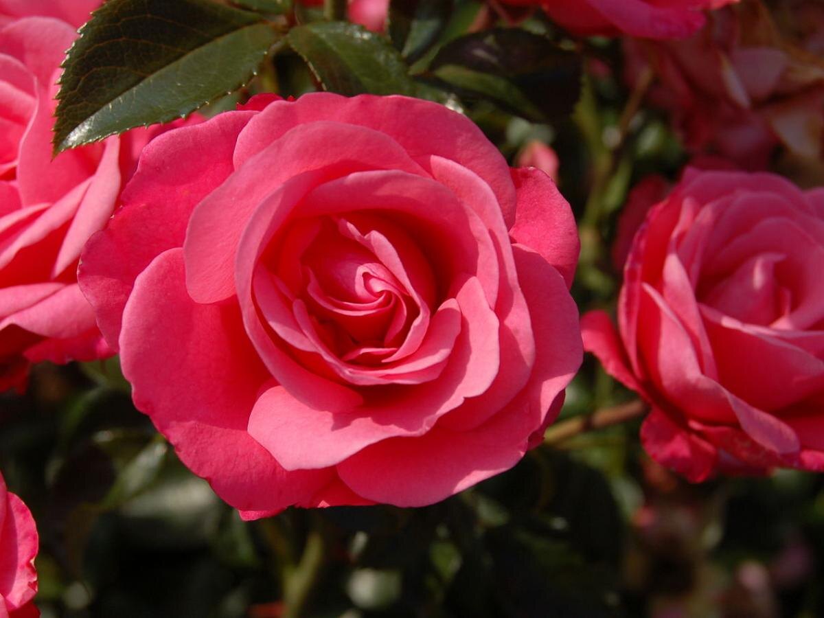 Как продлить цветение: секреты обрезки растений в августе