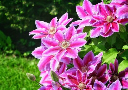 ��� ��������� �������� ���������: ������ � ������