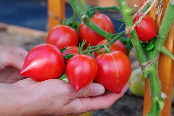 Томат Дочка: как вырастить урожайный и вкусный сорт