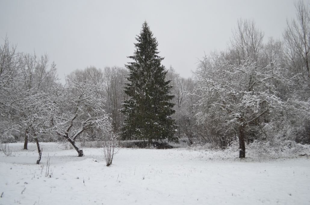 Мульчирование яблонь: как защитить растения от зимних заморозков