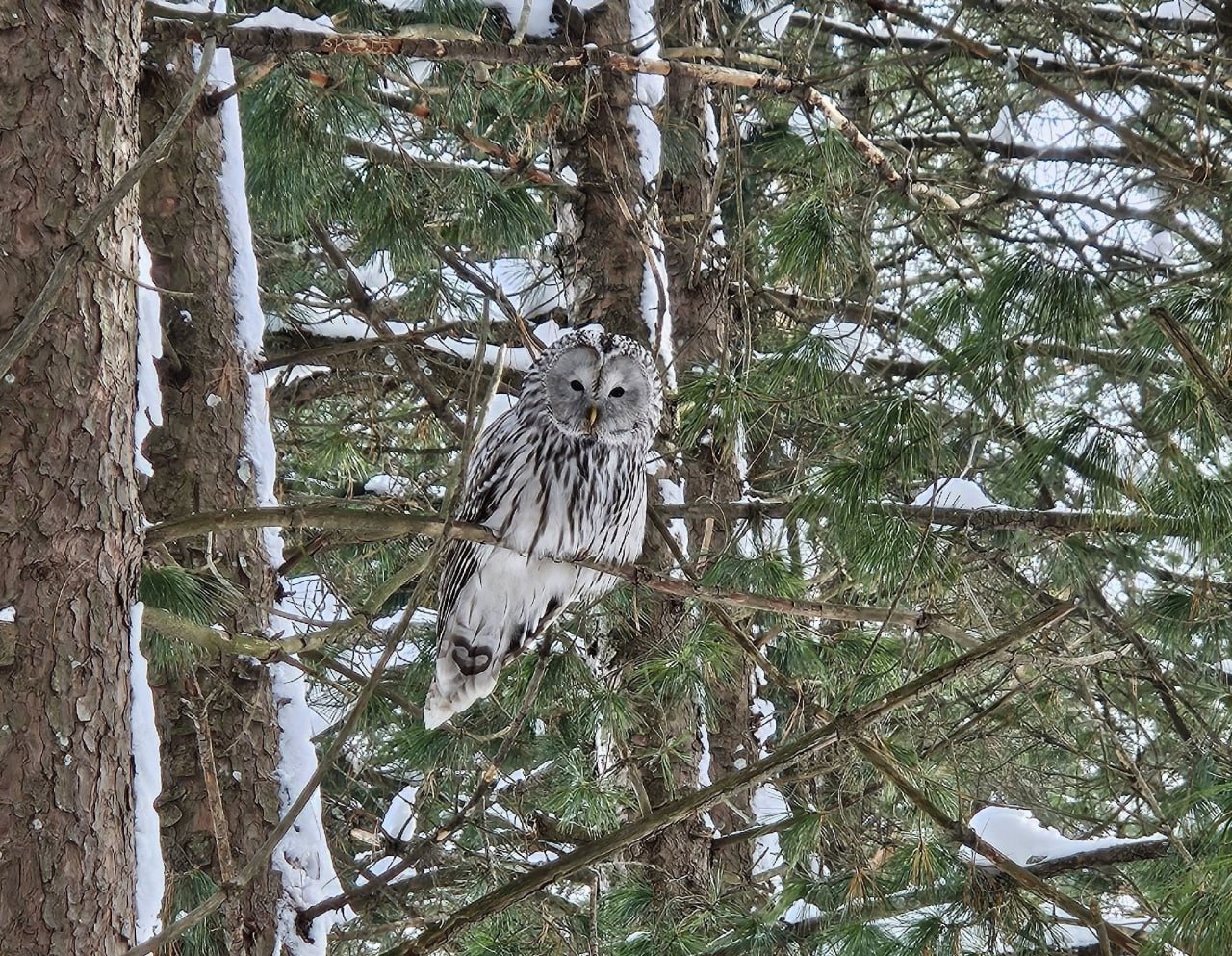 Длиннохвостых неясытей заметили в Ботаническом саду Йошкар-Олы