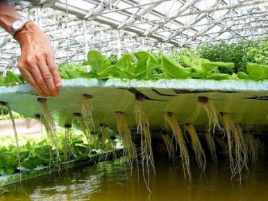 Обновите ваш зеленый уголок: альтернативы почве для комнатных растений