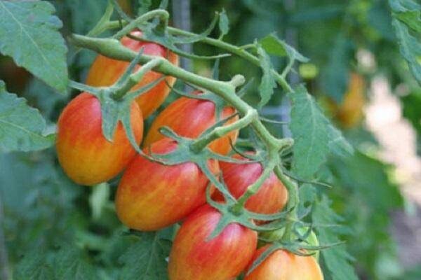 Необычный томат Блаш: секреты успешного выращивания