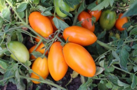 ������ ����� ������� ��� ���������� ������ ���� � ��������� ����