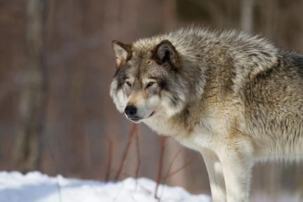 � ����� �� �� 31 ����� ����� ��������� �� ������