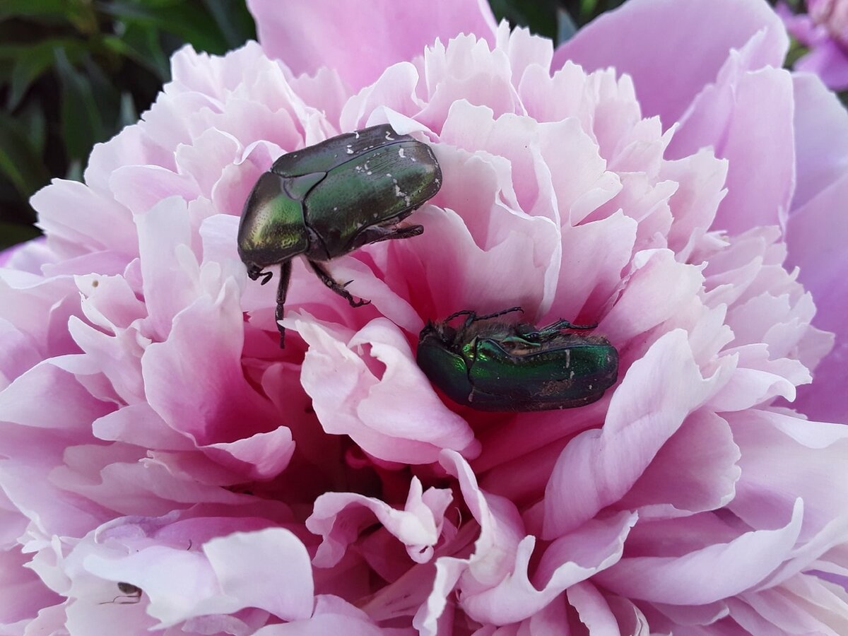 Садовые войны: как бороться с вредителями и кого терпеть