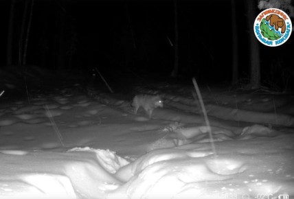 В заповеднике «Большая Кокшага» фотоловушка запечатлела ночную прогулку стаи волков