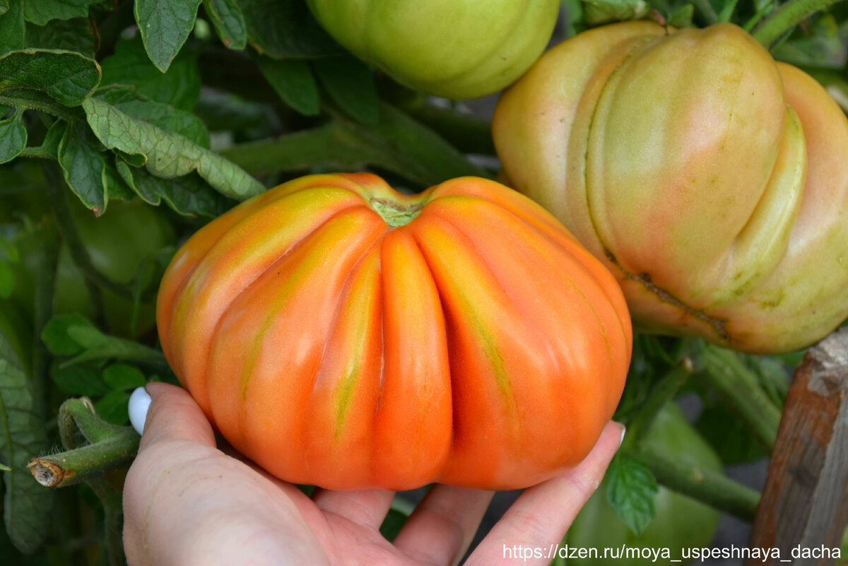 Томат с оригинальным вкусом, который не оставит равнодушным