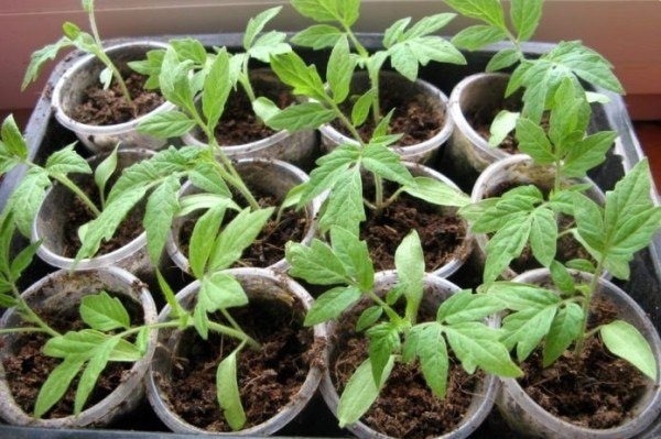 Как правильно подкармливать рассаду помидоров: секреты и народные методы