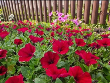 ��� ������� ������� �������: ������ ������� �����