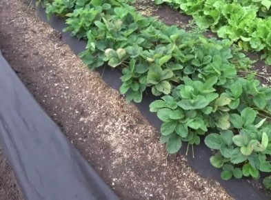 Как осенью правильно посадить землянику: секреты подготовки и удобрения