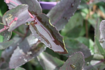 Садовые хищники: как защитить свои очитки от гусениц