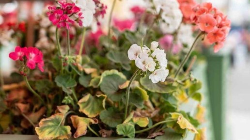 Как спасти герань от осеннего облысения: три простых шага