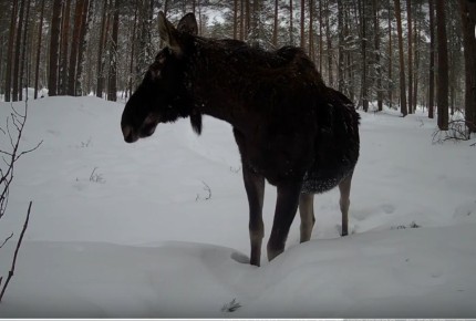 �������� ����� �� ��������� ���������� ����� ��������