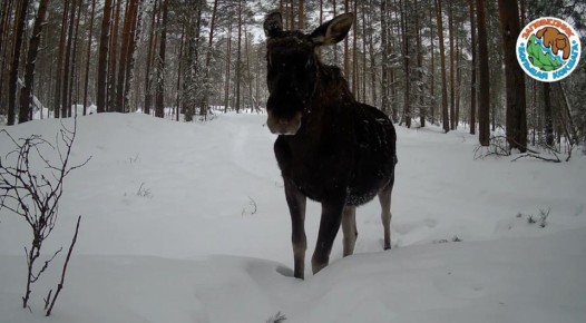 � ����������� �������� ������� ���������� ����� ��������� ������� ���������� ������ ����������