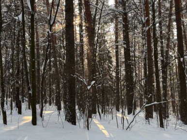 Сегодня в Марий Эл облачно, снег, мокрый снег, ночью местами сильный