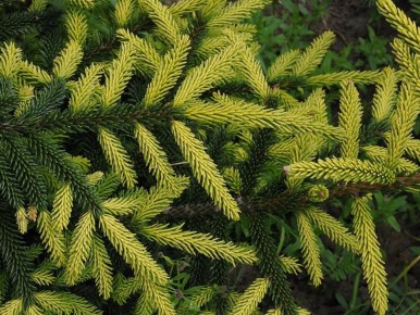 Ель у дома: опасные приметы и современные тенденции