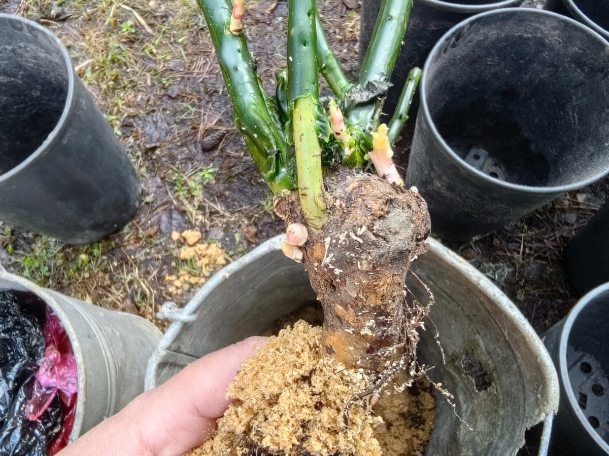 Как клубника и щенки связаны между собой: ответы на горячие вопросы садоводов